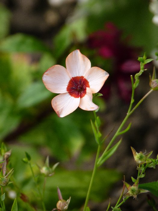 Linum grandiflorum 'Charmer'